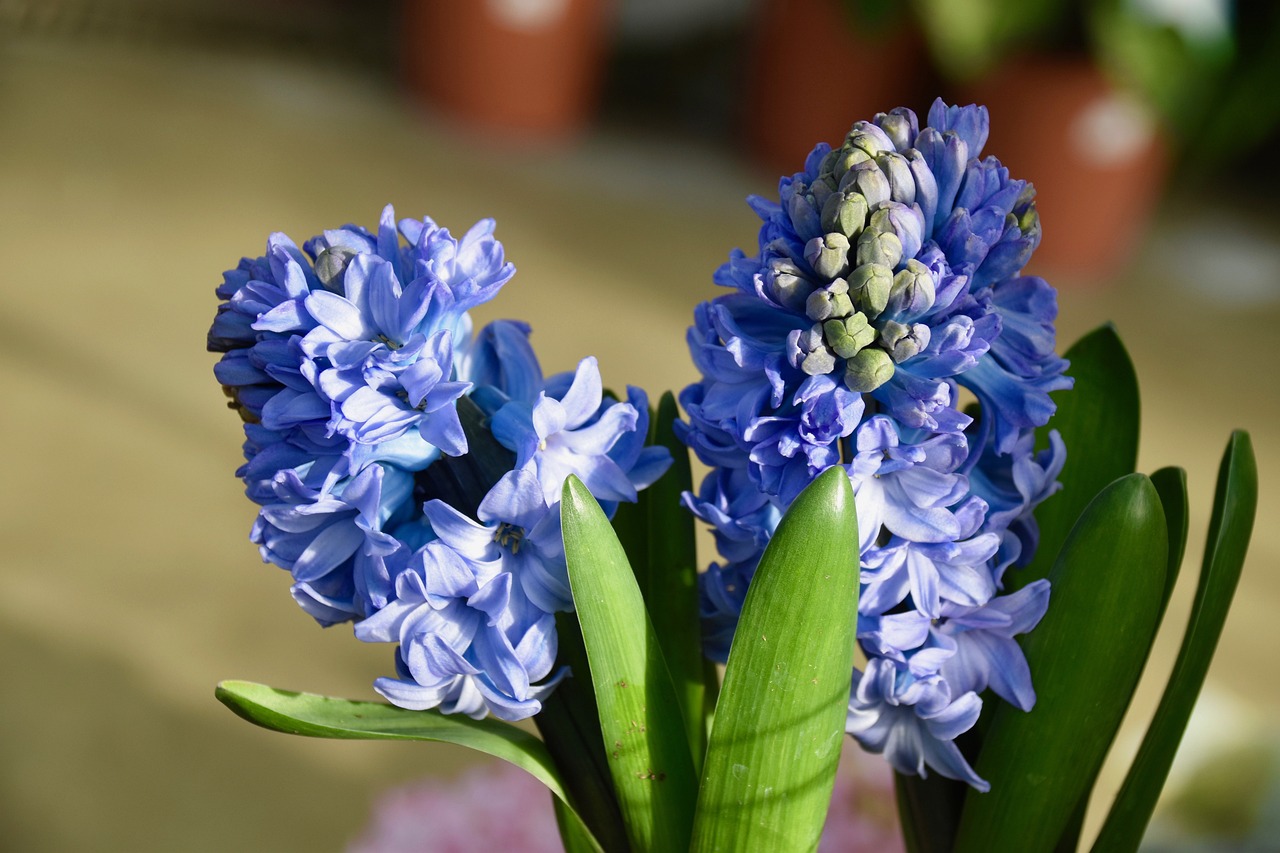 ¿Cómo se plantan los bulbos de jacintos?