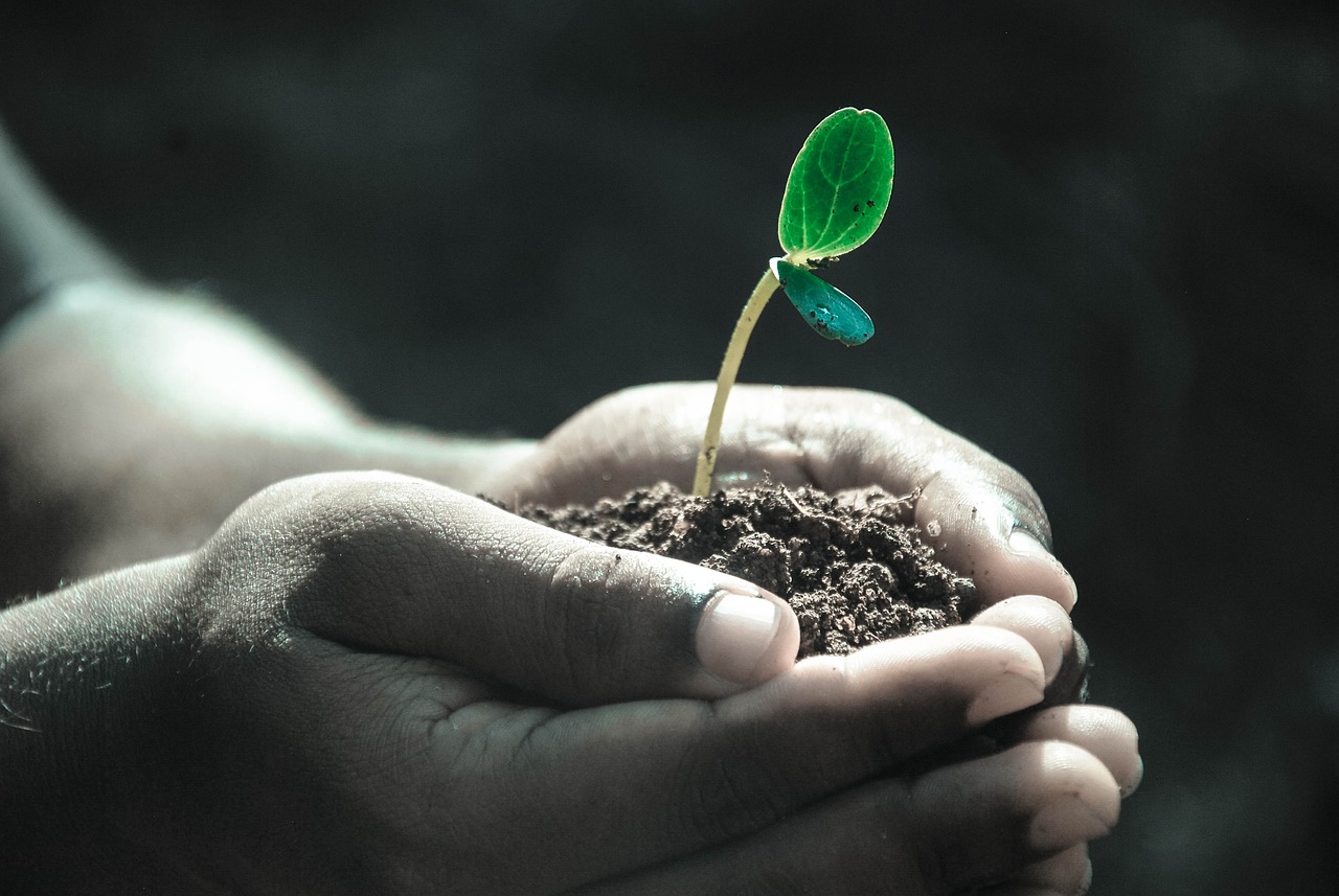 ¿Cuándo plantar un árbol de membrillo?