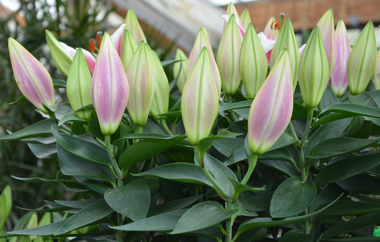 ¿Dónde colocar una Calathea en casa?