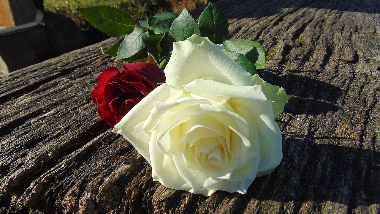 ¿Cómo saber si un rosal tiene exceso de agua?